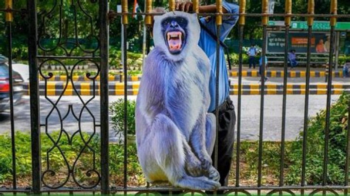 How to get rid of langur?