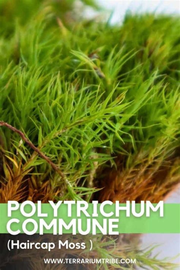 How to get rid of polytrichum?