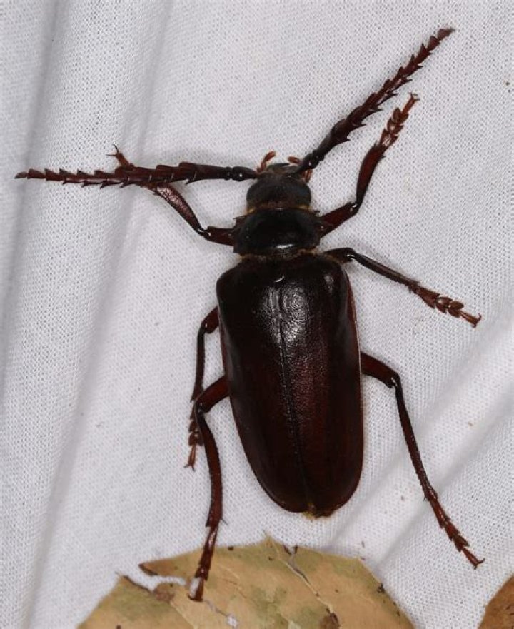 How to get rid of prionus californicus?