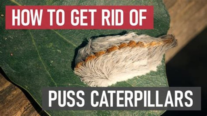 How to get rid of puss moth caterpillars?