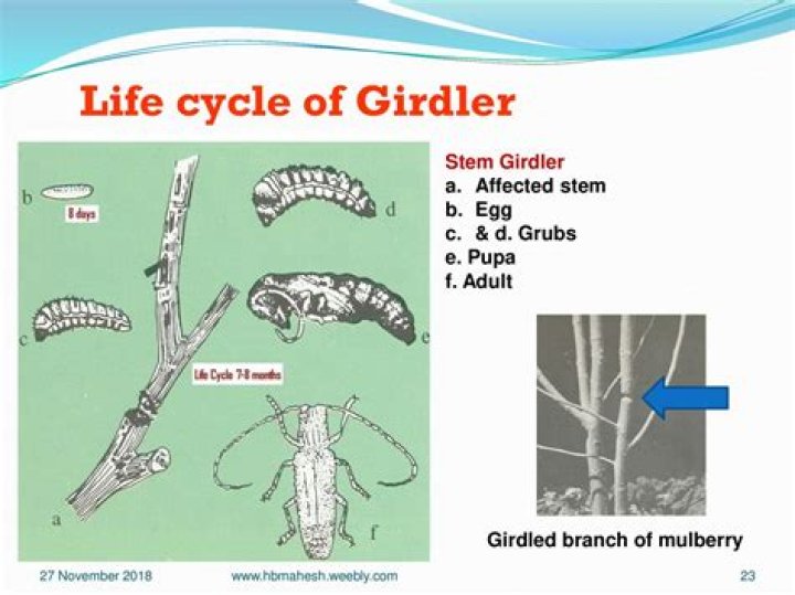 How to get rid of twig girdler?