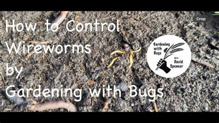 How to get rid of wireworm in soil?