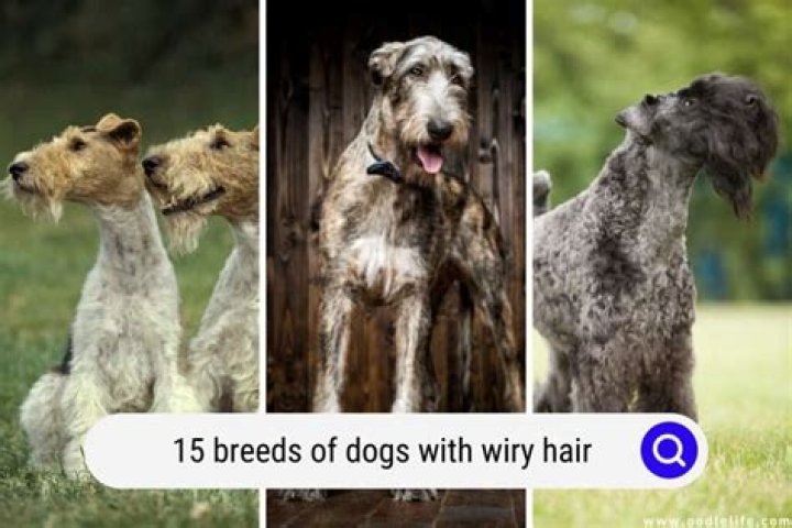 How to groom a dog with wiry hair?