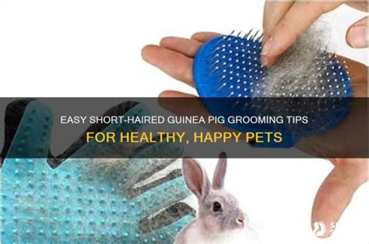 How to groom a short haired guinea pig?