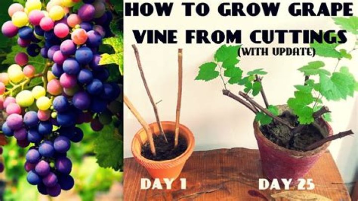 How to grow a grape vine?