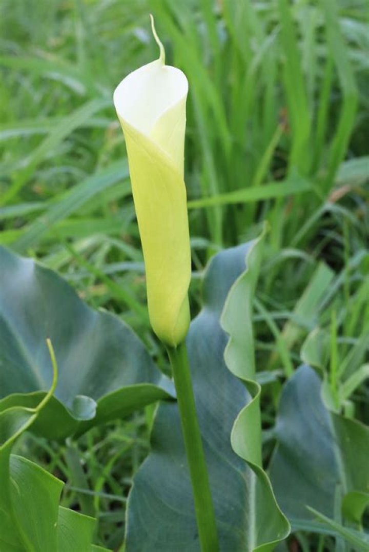 How to grow arum lilies in south africa?