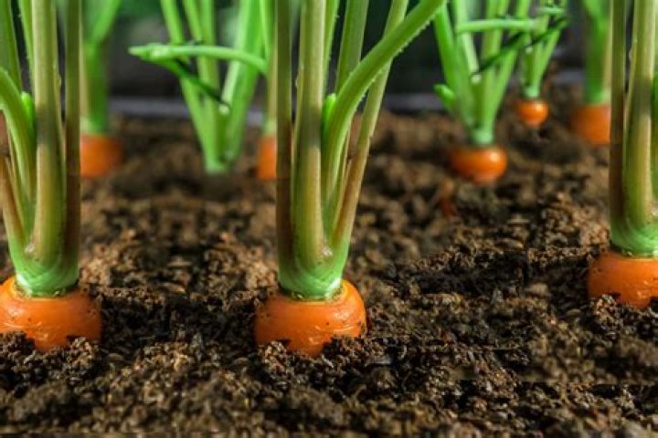 How to grow carrots?