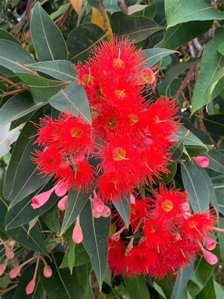 How to grow corymbia ficifolia?