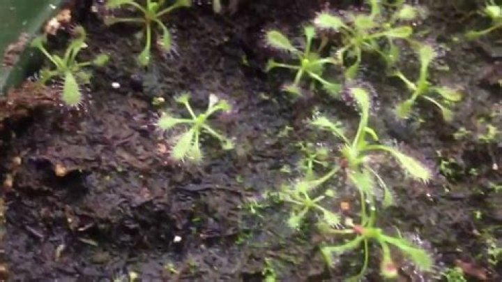 How to grow drosera capensis?