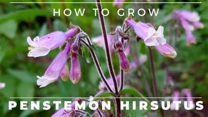 How to grow hairy beardtongue?