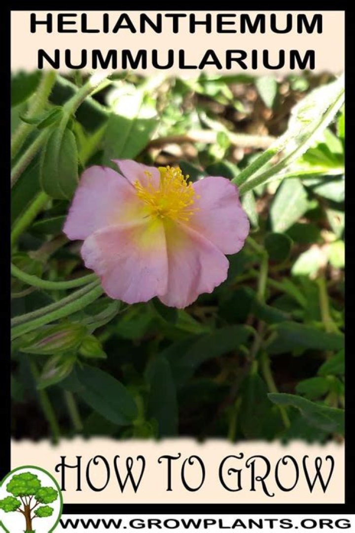 How to grow helianthemum?