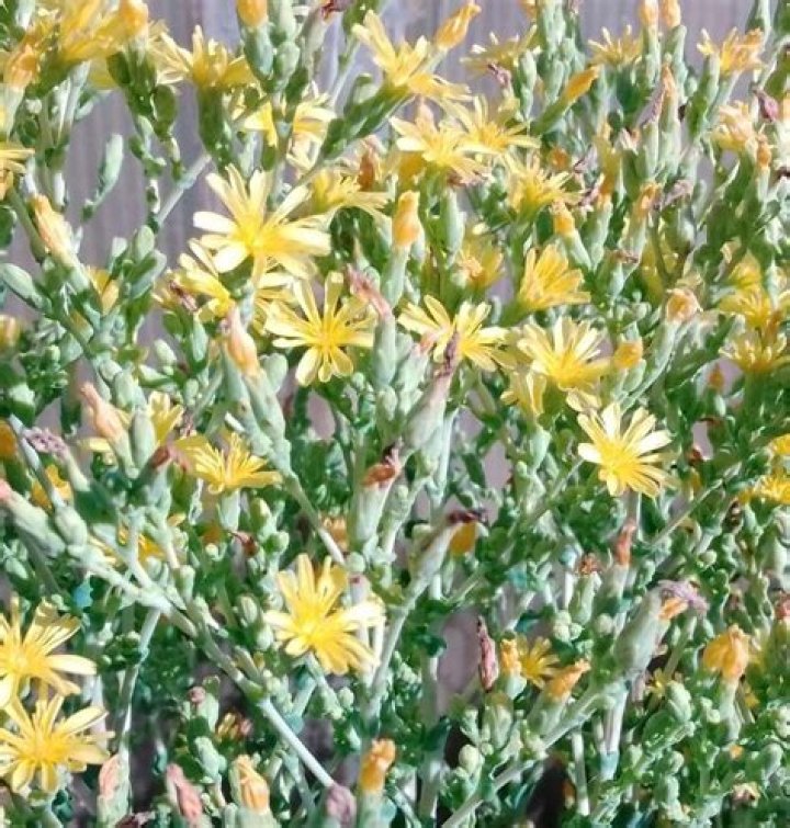 How to grow lactuca sativa?