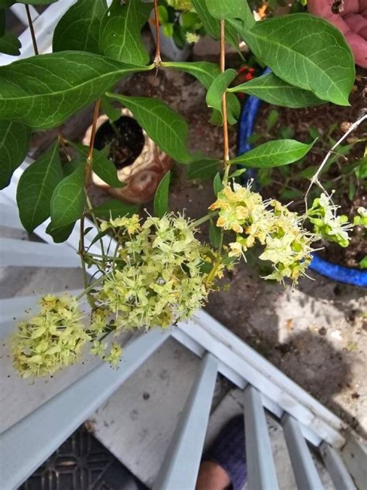 How to grow lawsonia inermis?
