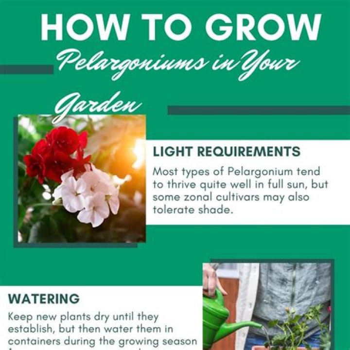 How to grow pelargoniums?