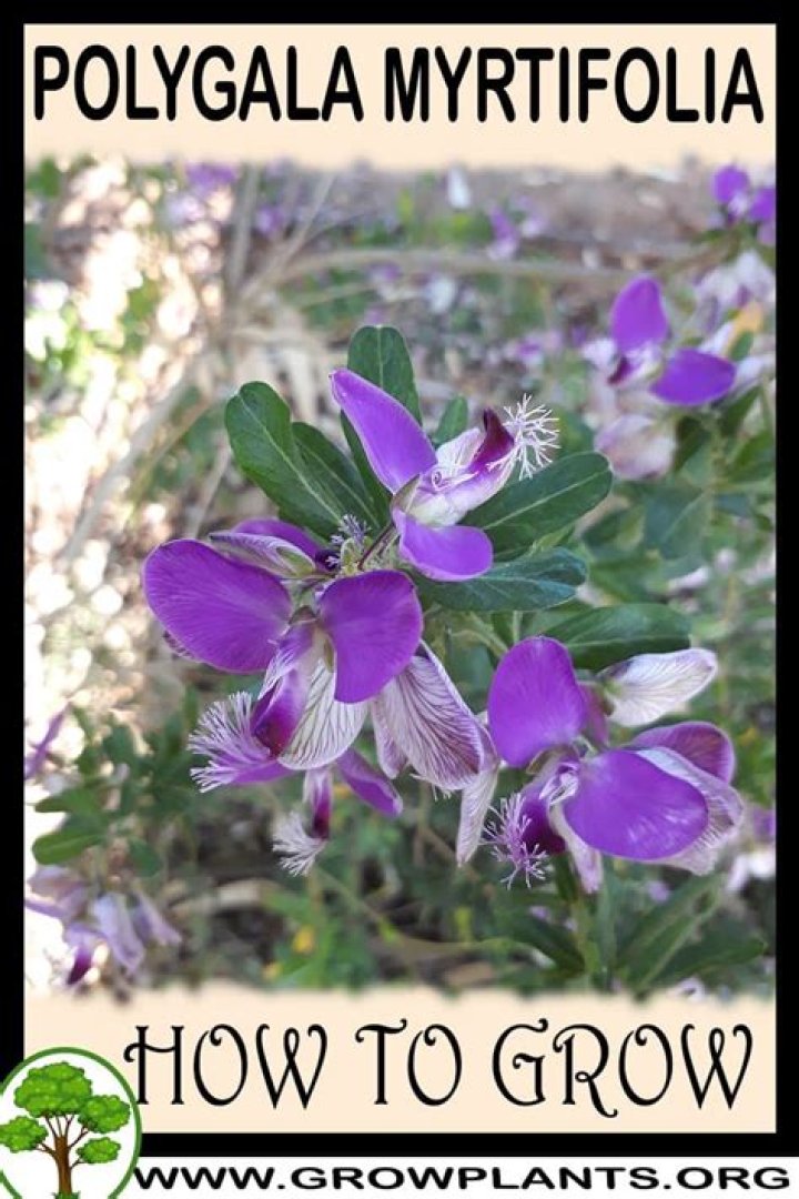 How to grow polygala myrtifolia?