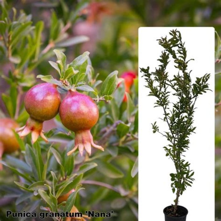 How to grow punica granatum nana?
