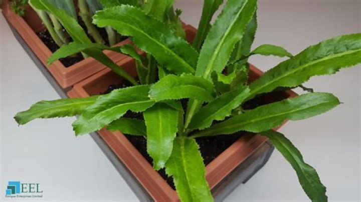 How to grow shado beni?