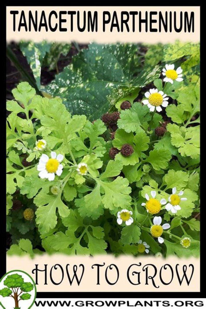 How to grow tanacetum parthenium?