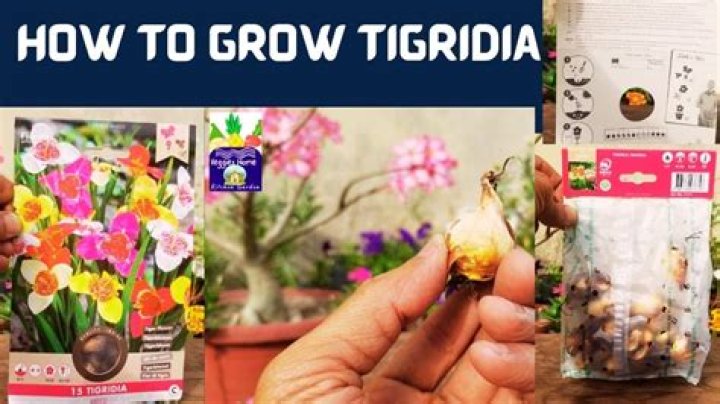 How to grow tigridia?