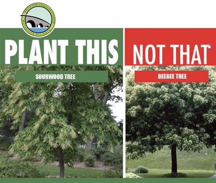 How to identify a sourwood tree?