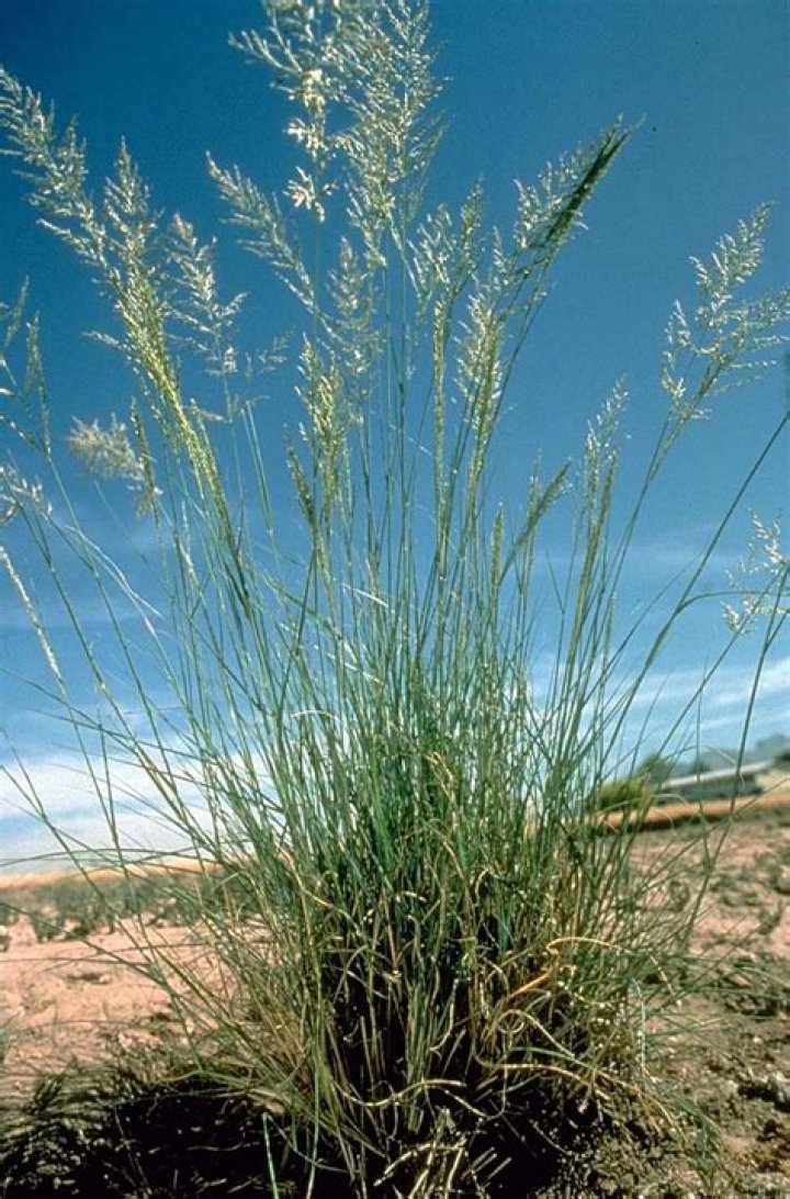 How to identify african lovegrass?