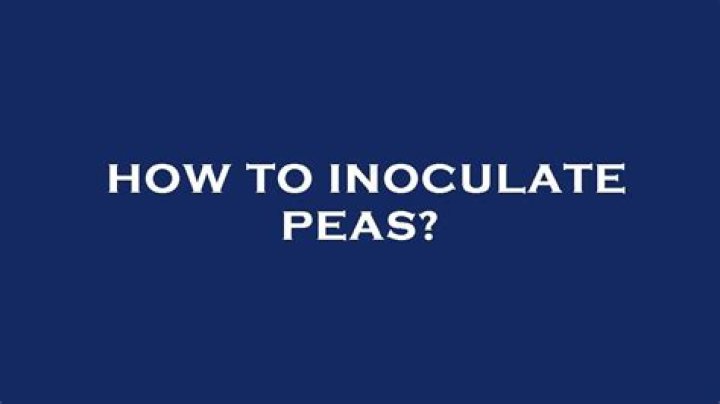 How to inoculate peas?