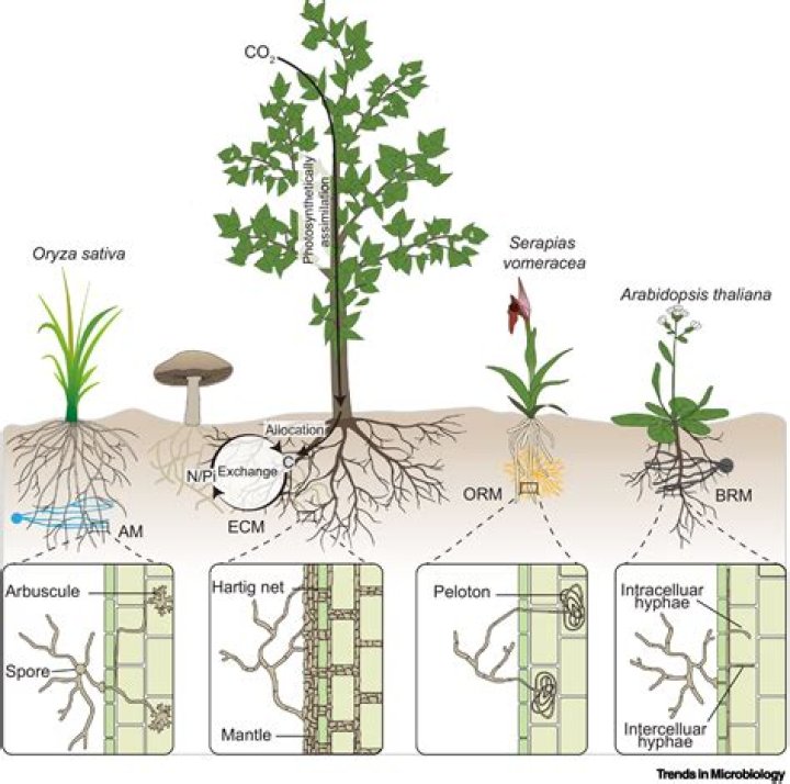 How to isolate endophytes from plants?