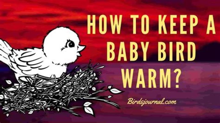 How to keep a baby bird warm at night?