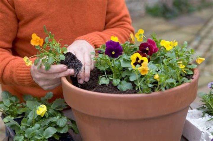 How to keep pansies blooming in winter?