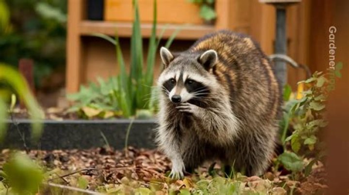 How to keep racoons out of garden?