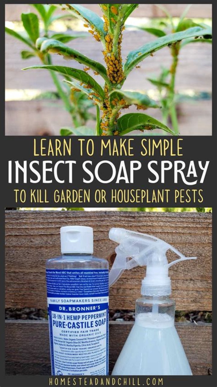 How to make homemade insecticidal soap?
