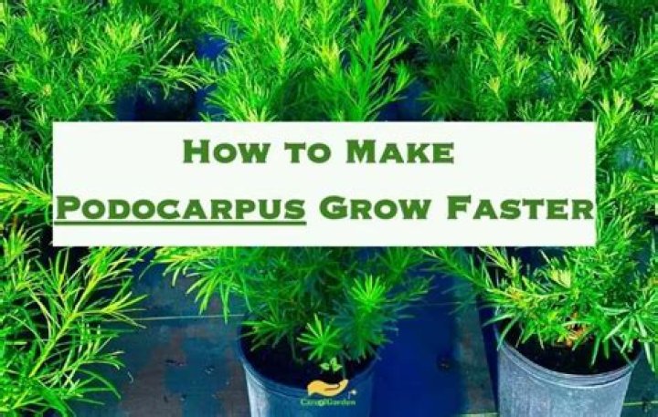 How to make podocarpus grow faster?
