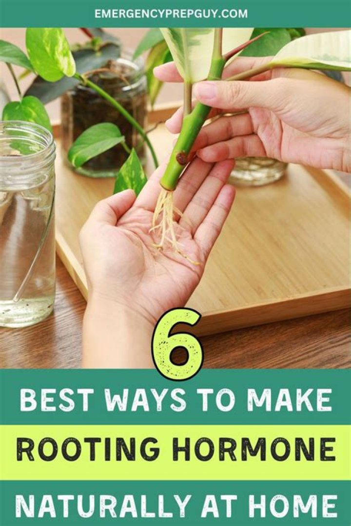 How to make root growing hormone at home?