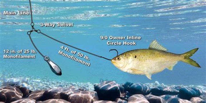 How to oama fish?