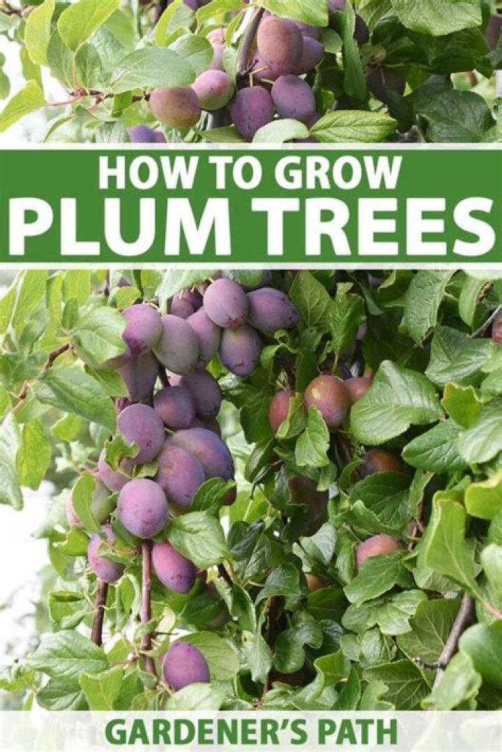 How to plant a thundercloud plum tree?