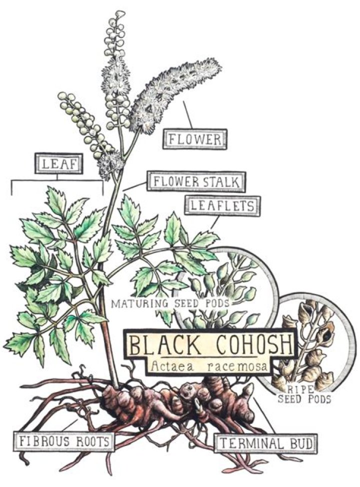 How to plant black cohosh?