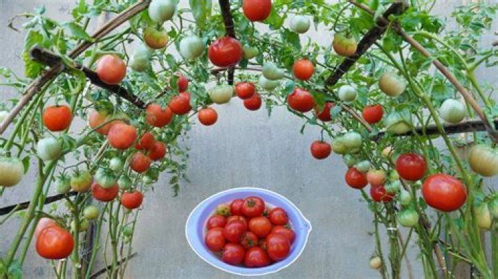 How to plant tomatoes?
