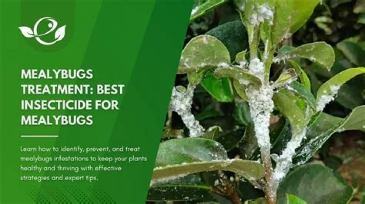 How to prevent mealybug infestation?