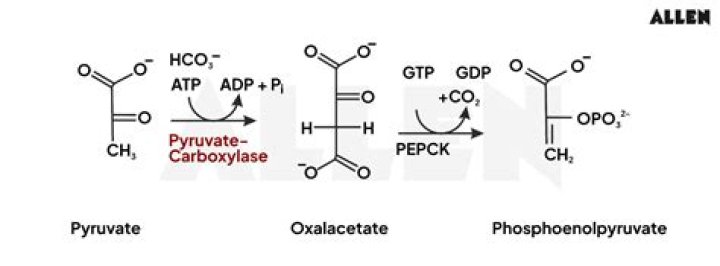 How to produce phosphoenolpyruvate?
