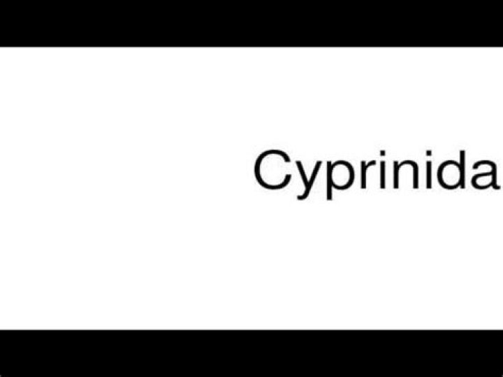 How to pronounce cyprinidae?