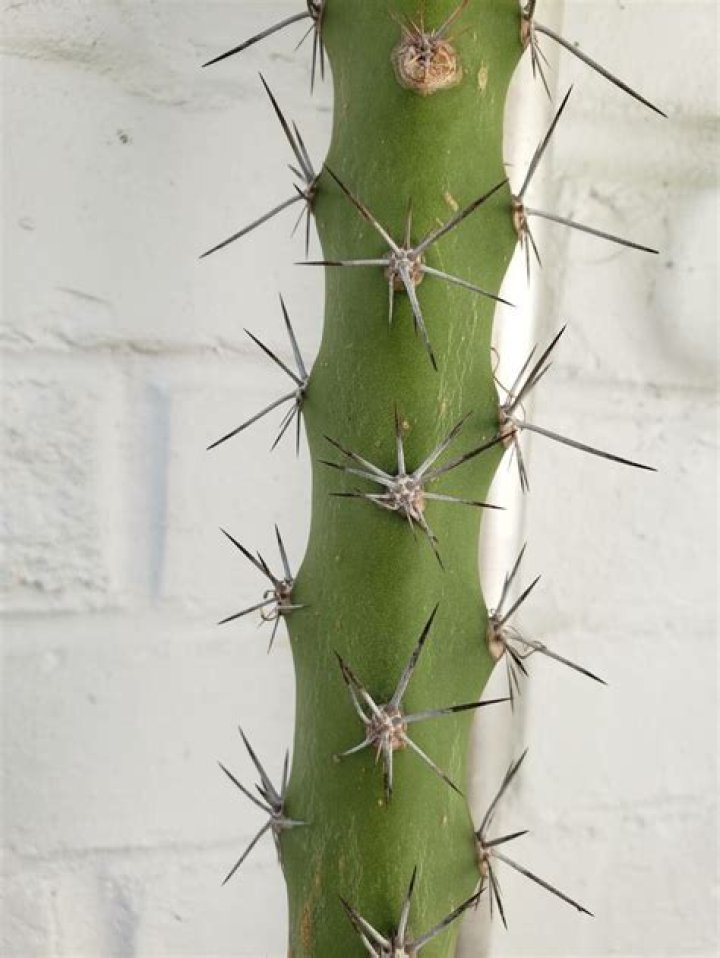 How to propagate acanthocereus tetragonus?