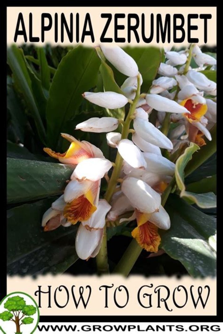 How to propagate alpinia zerumbet?