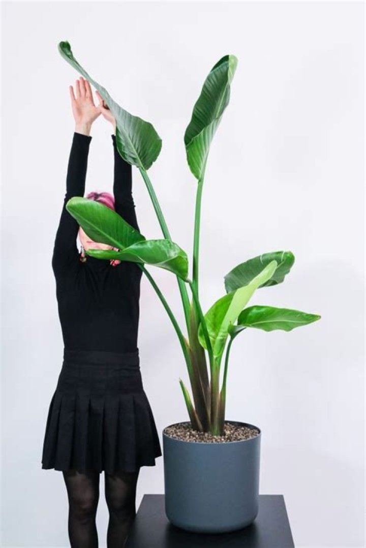 How to propagate strelitzia nicolai?