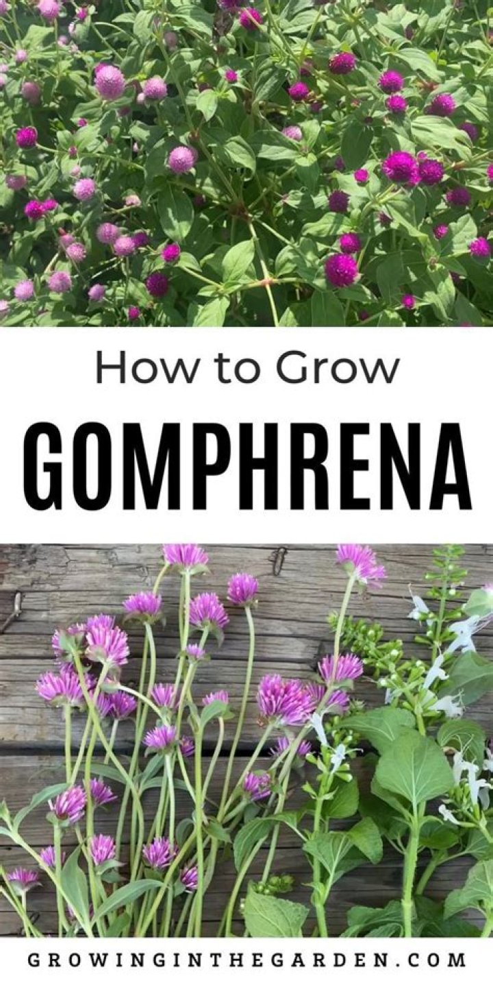 How to prune gomphrena?