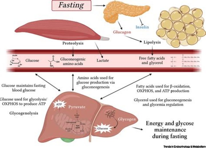 How to refeed on keto?