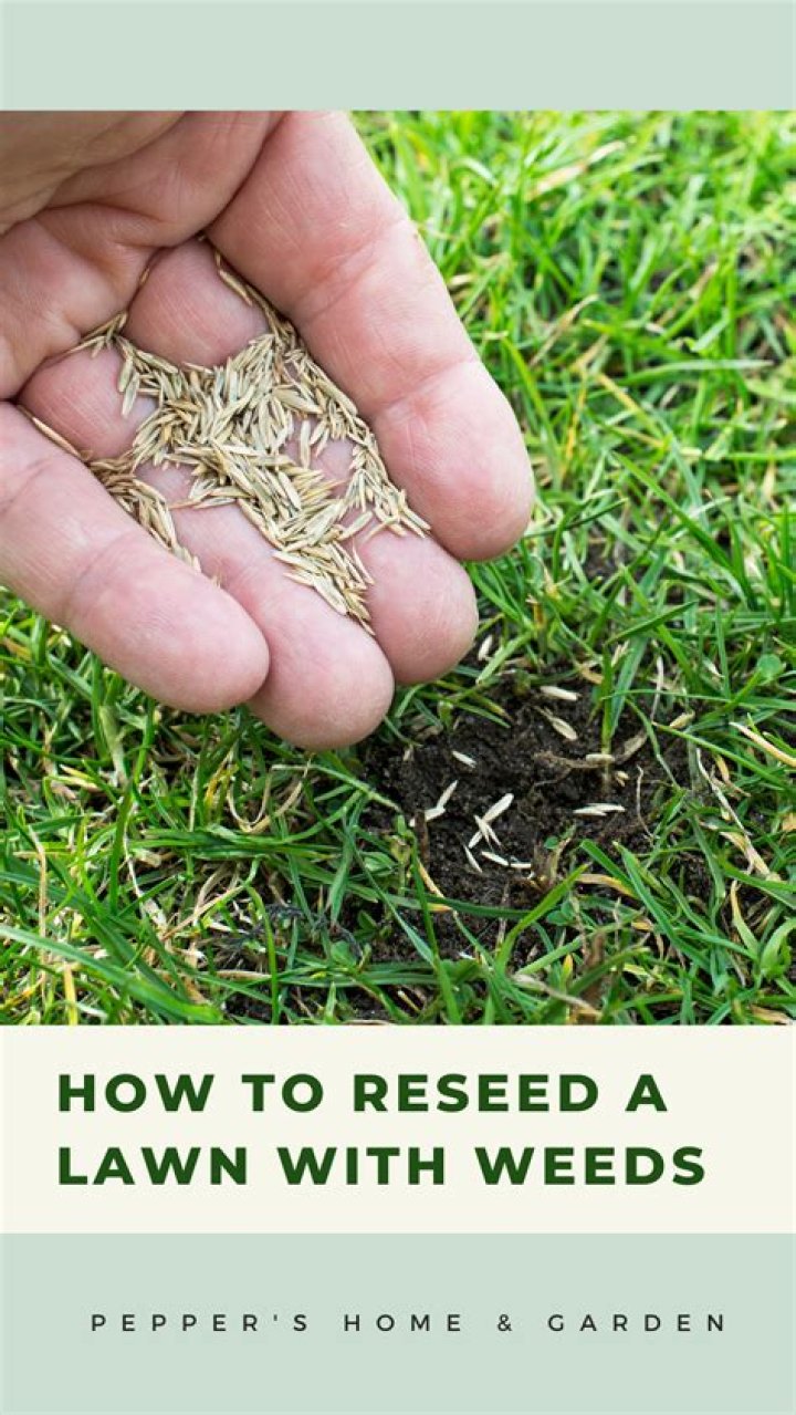 How to reseed a lawn with weeds?