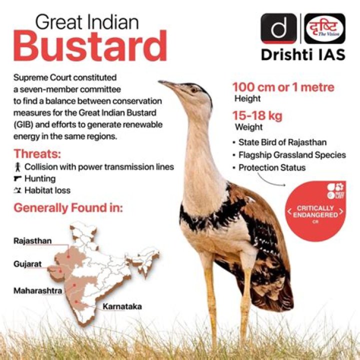 How to save great indian bustard?