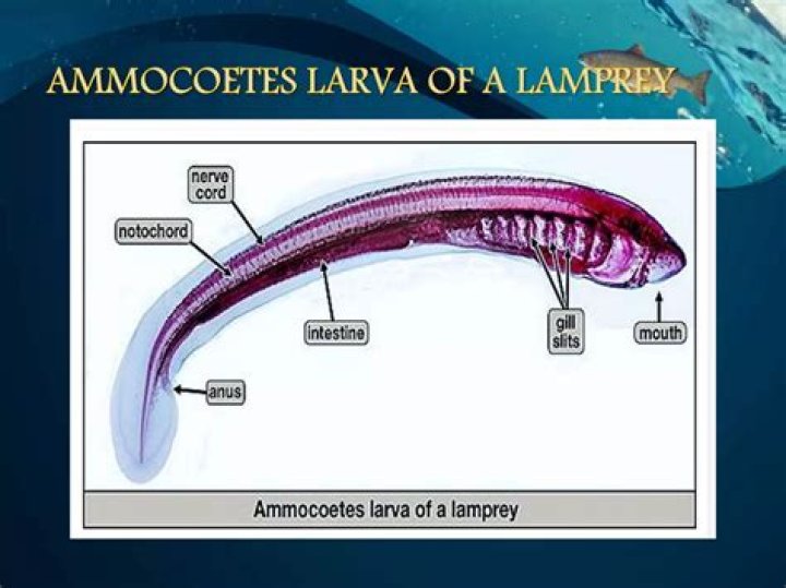 How to say ammocoetes?