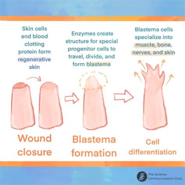 How to spell blastema?
