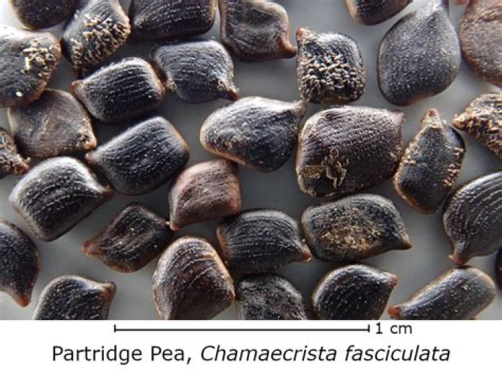 How to start chamaecrista fasciculata from seed?